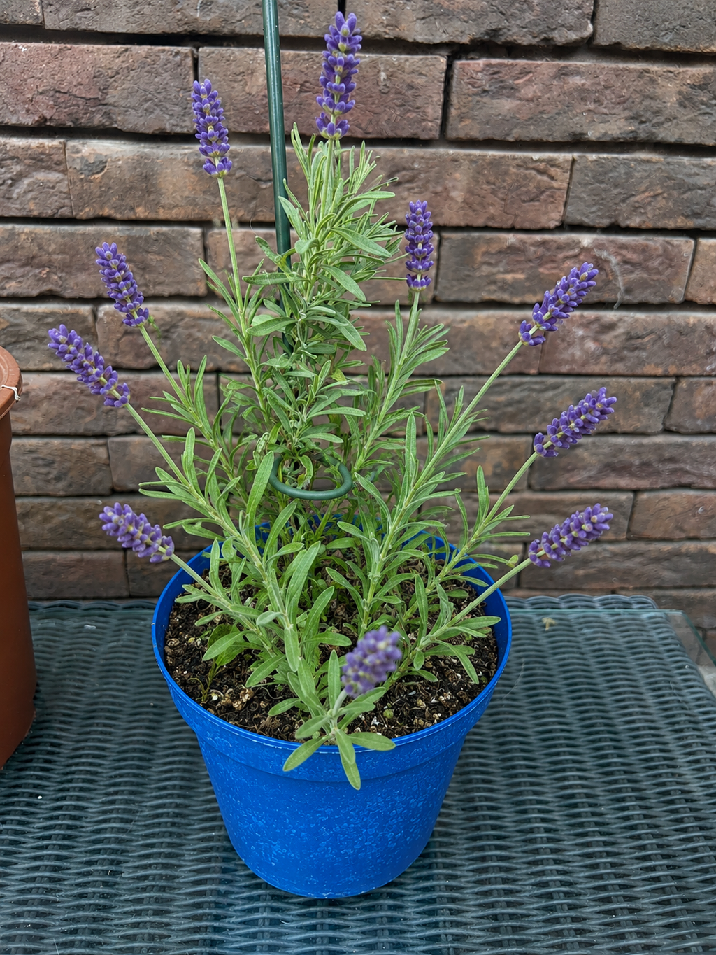 Jonge groeiende Lavendel