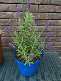 Jonge groeiende Lavendel
