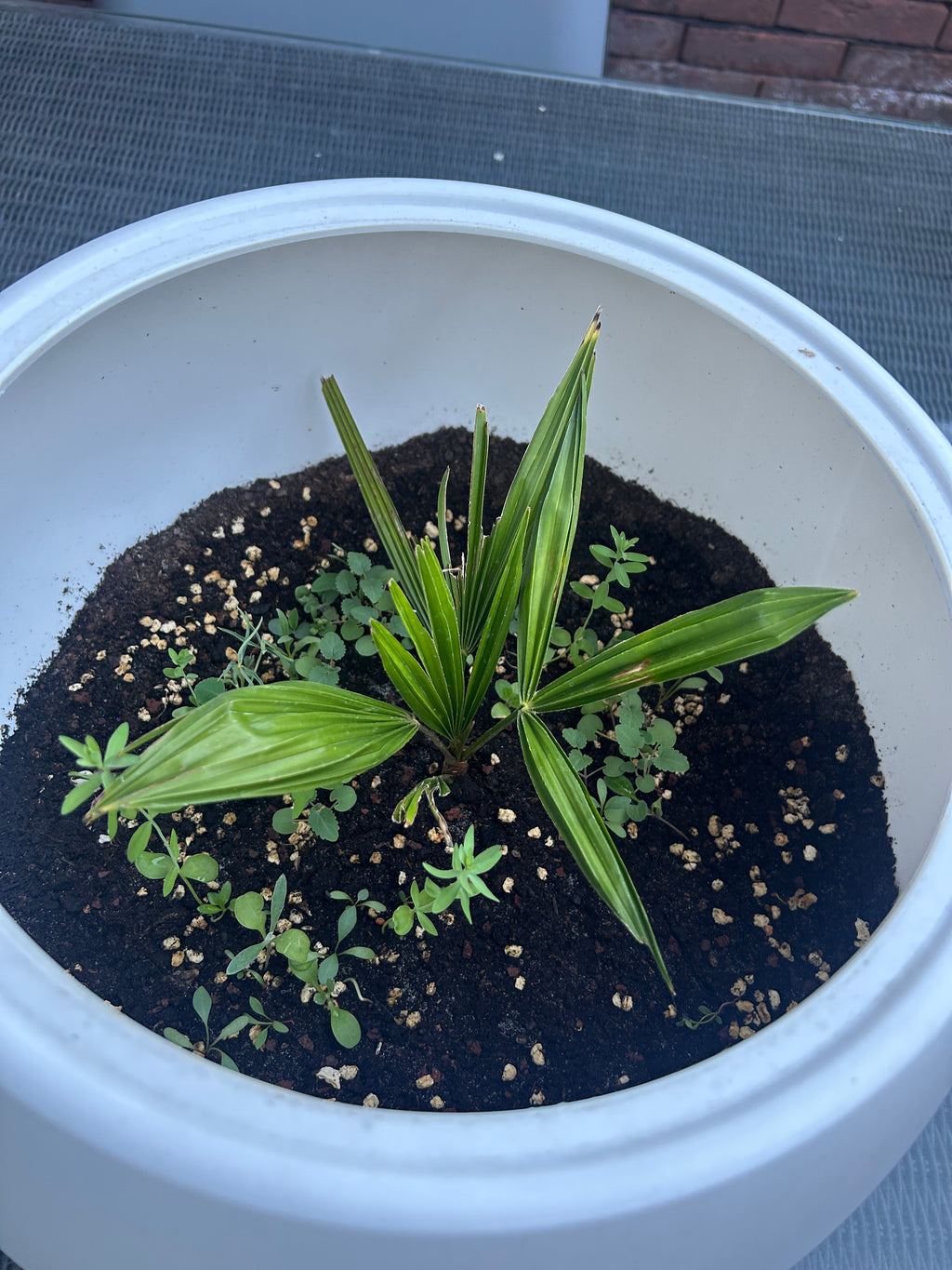 Palm