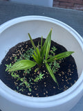 Palm