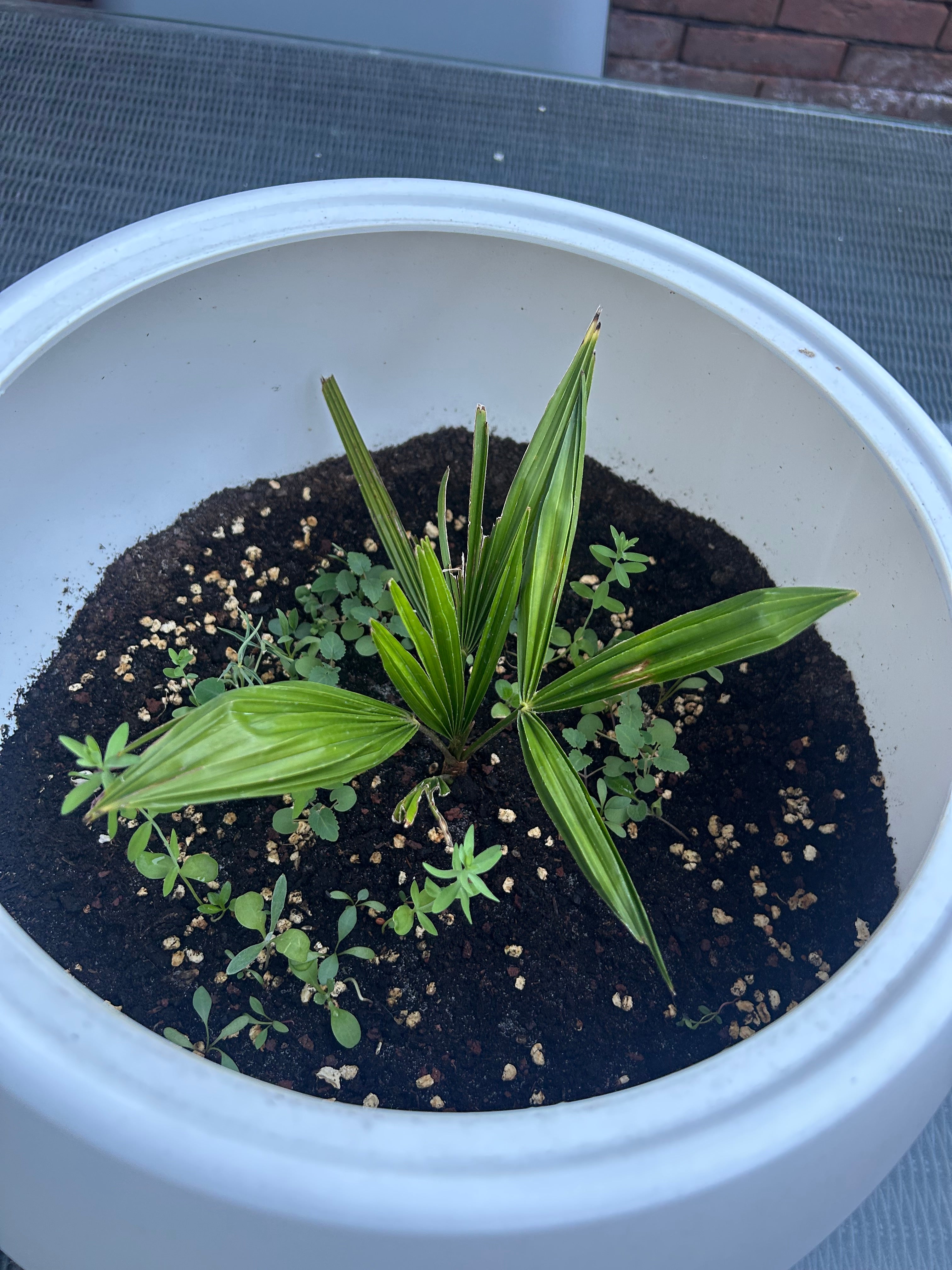Palm