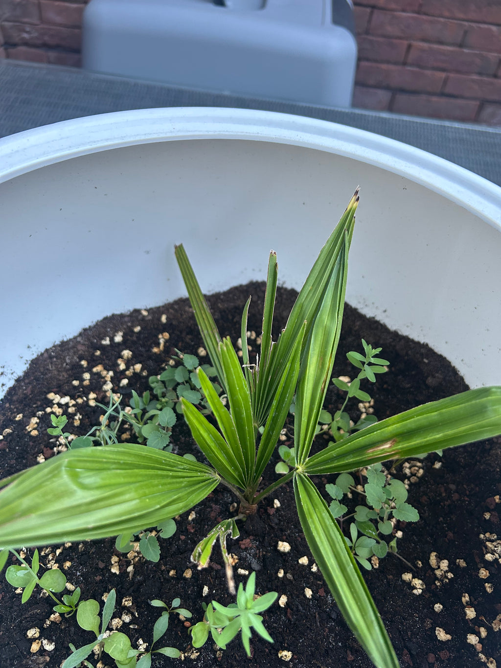 Palm