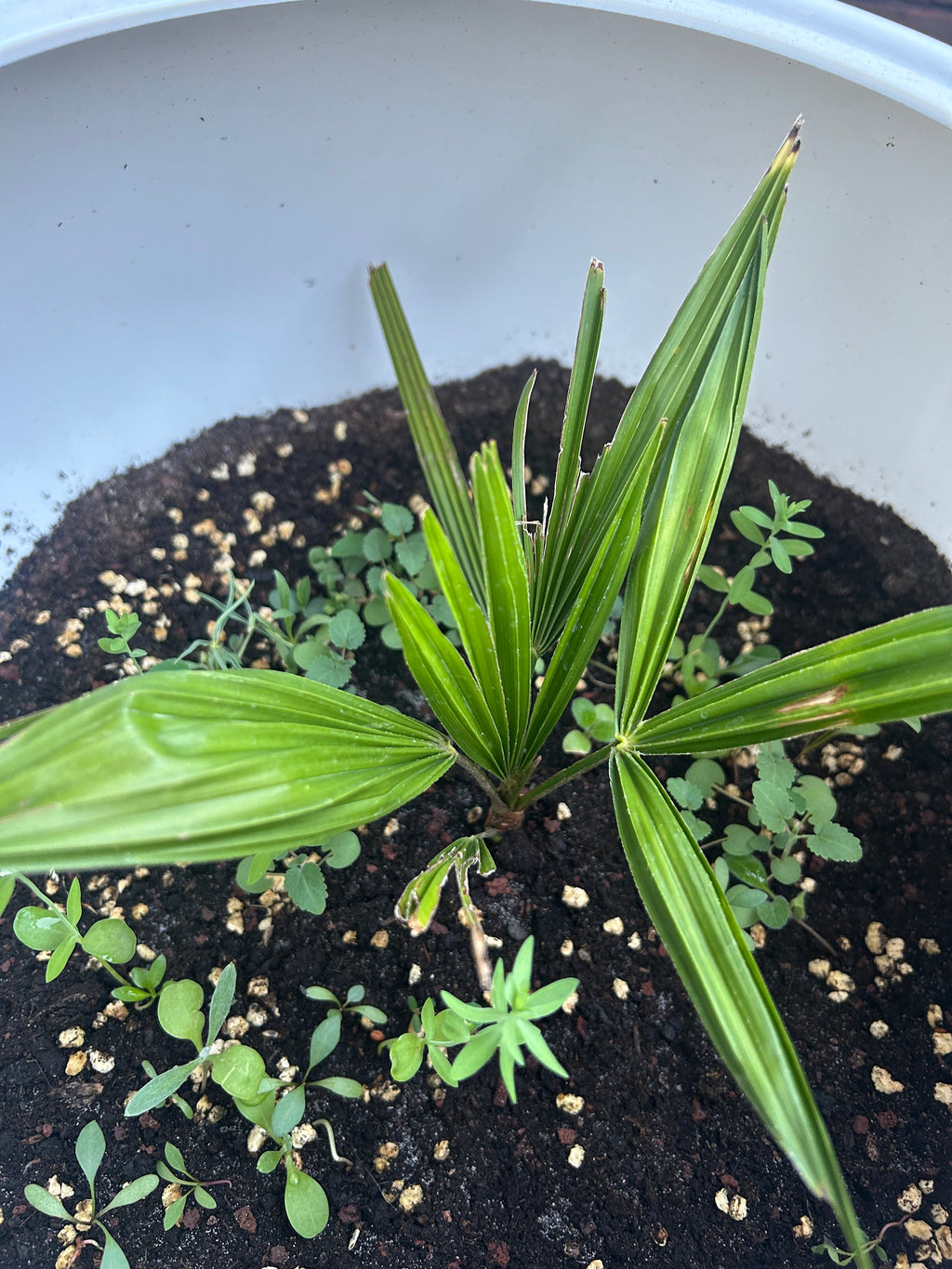 Palm