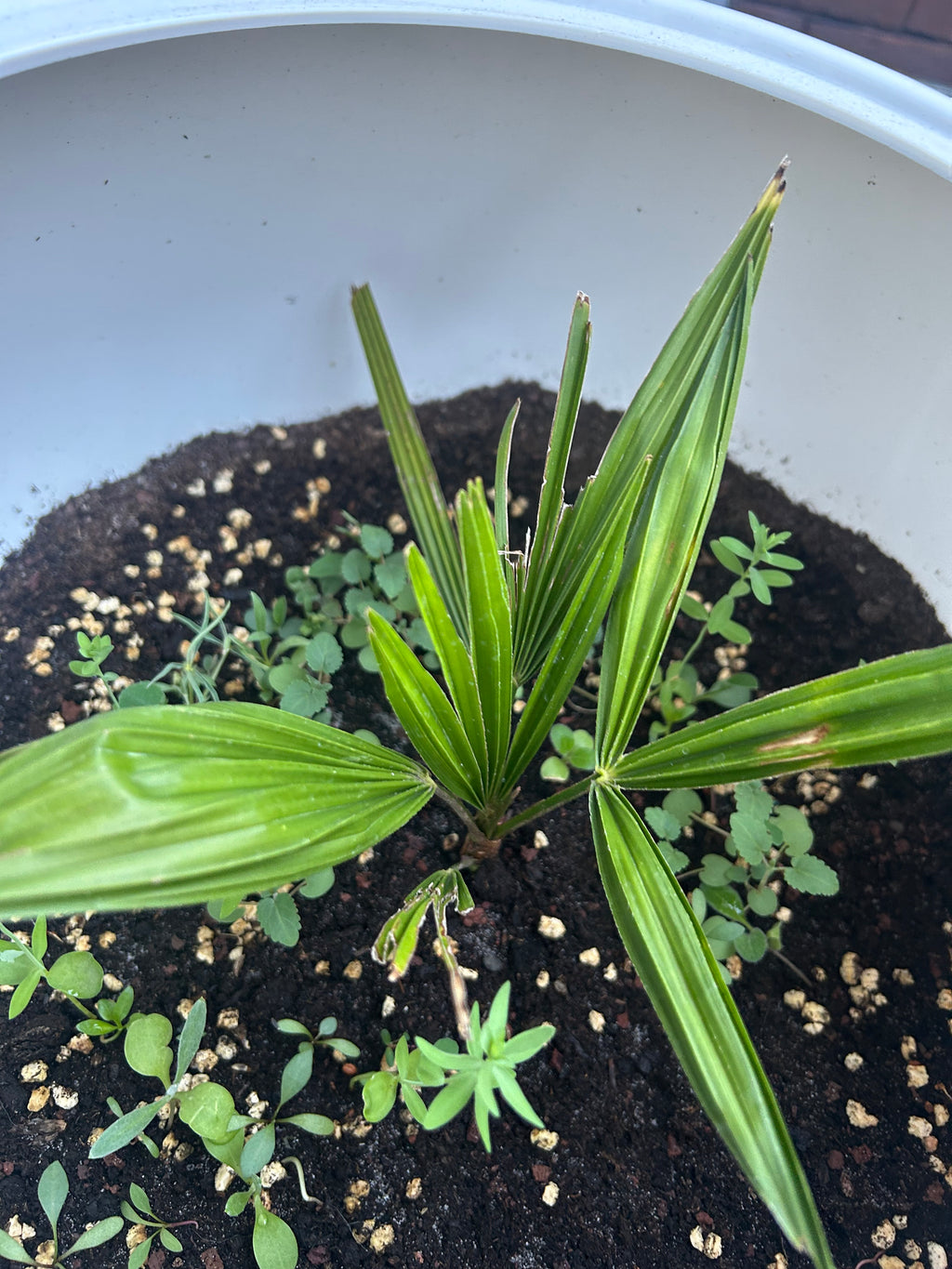 Palm