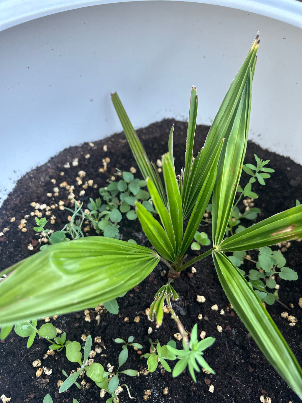 Palm