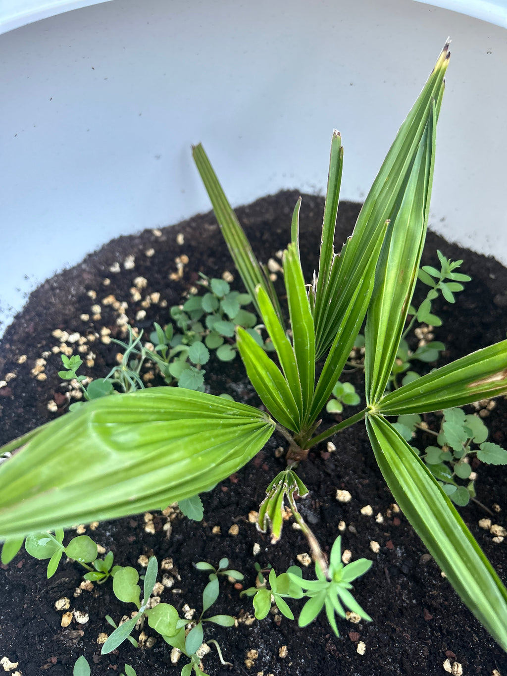 Palm