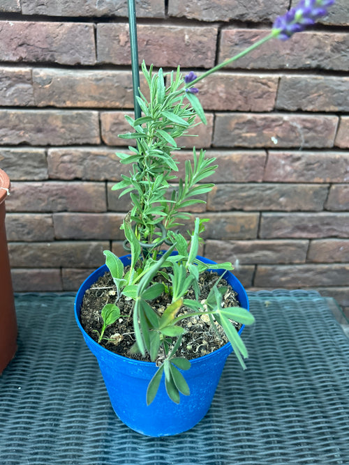 Jonge groeiende Lavendel