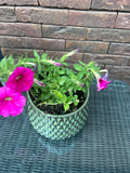 Putunia