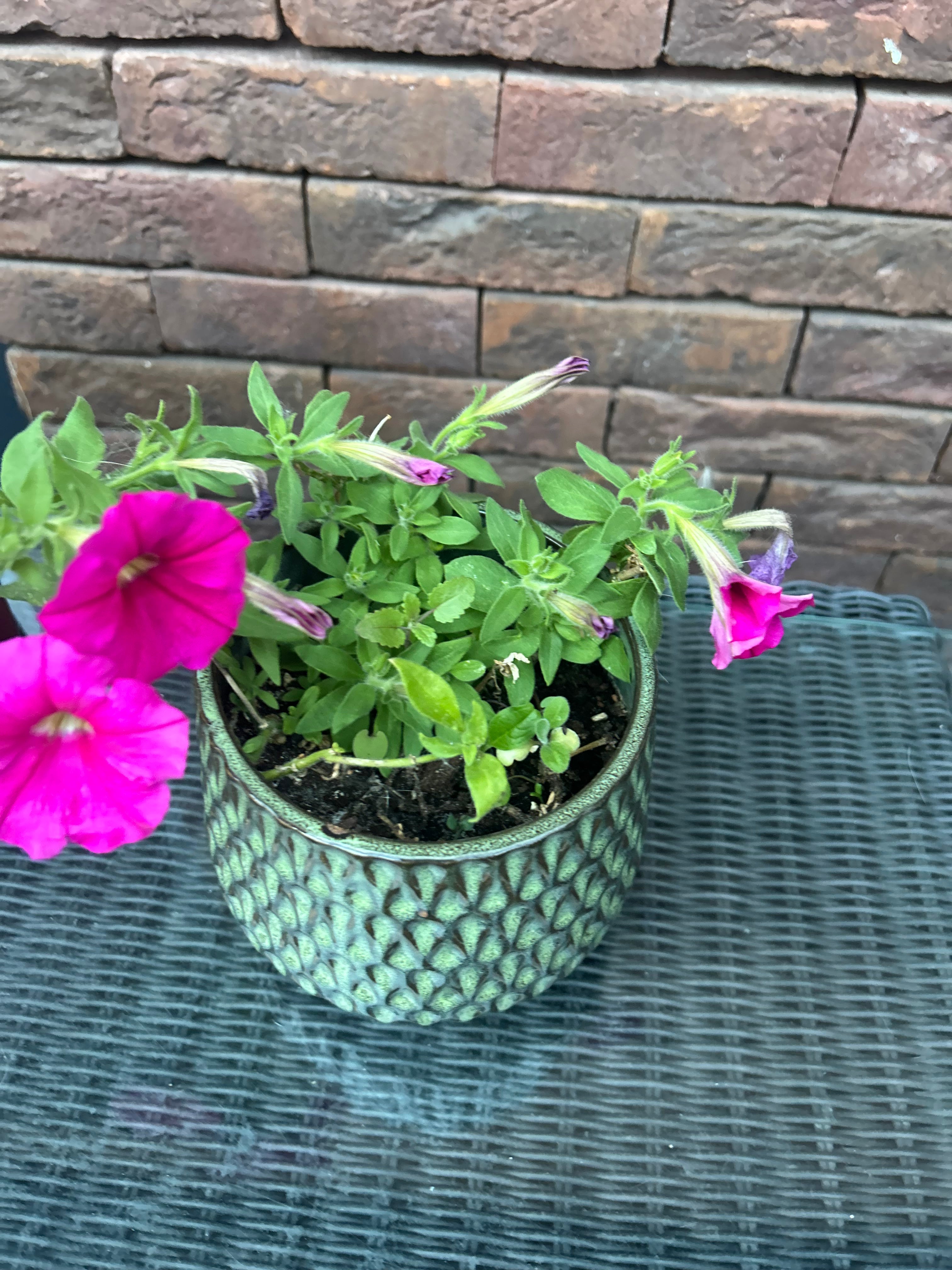 Putunia
