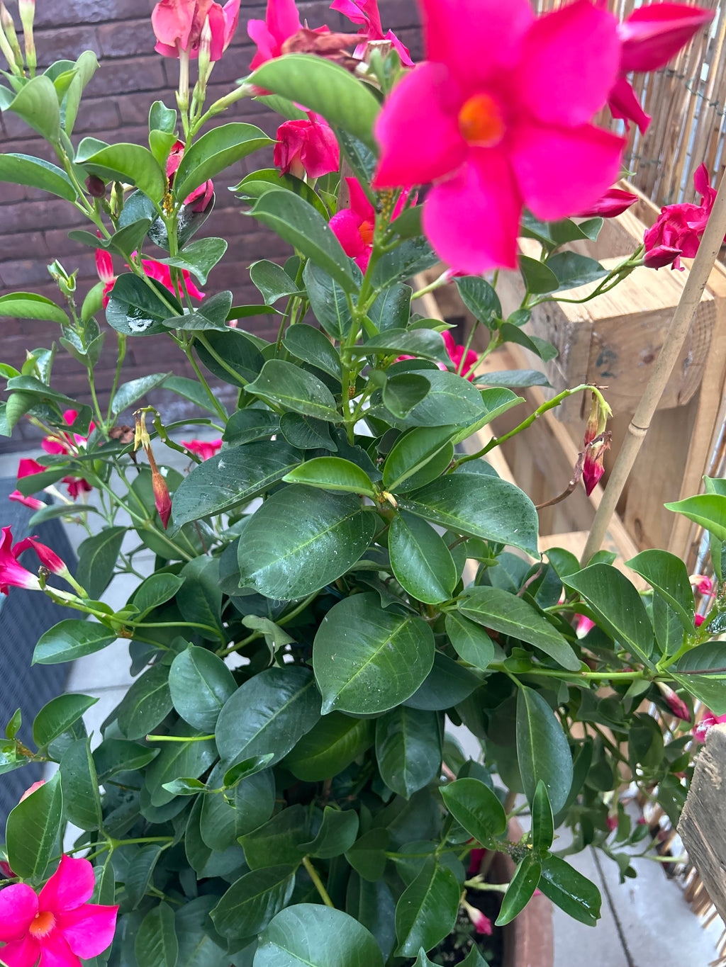 Mandevilla