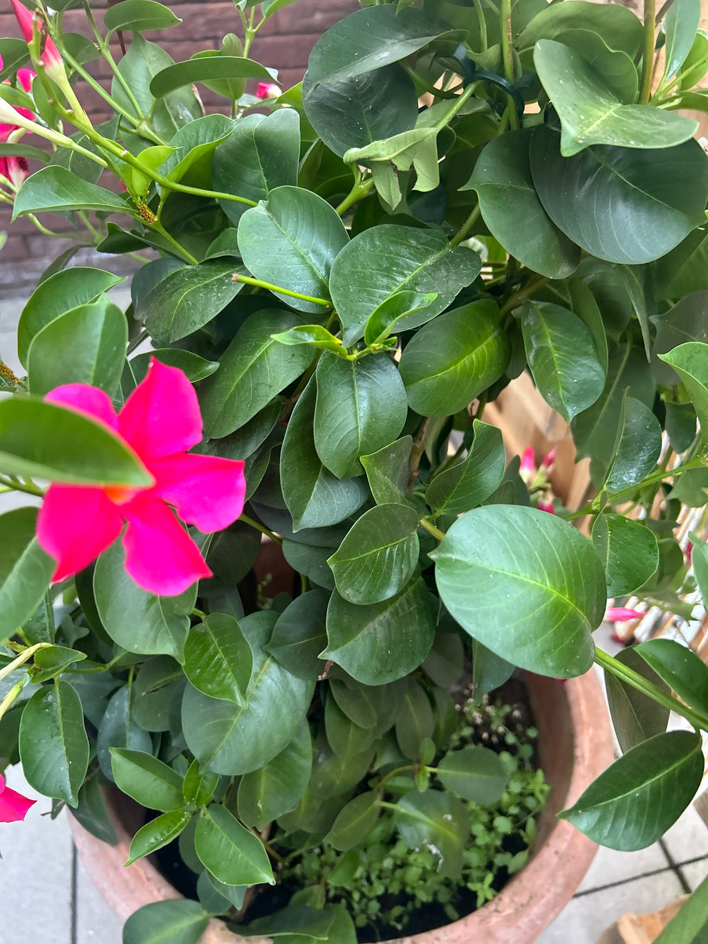 Mandevilla